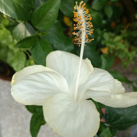 Chinese Hibiscus Swan Lake (Hibiscus rosa-sinensis)