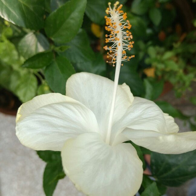 Hibiscus Swan Lake (Hibiscus rosa - sinensis) - Ladybird Nursery