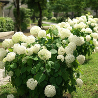 Smooth Hydrangea Annabelle (Hydrangea arborescens)