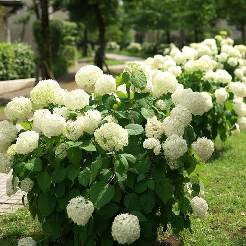 Smooth Hydrangea Annabelle (Hydrangea arborescens) - Ladybird Nursery