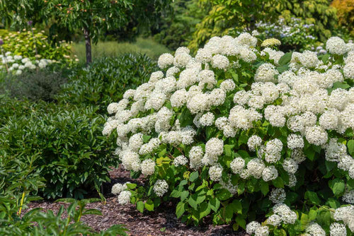 Smooth Hydrangea Annabelle (Hydrangea arborescens) - Ladybird Nursery