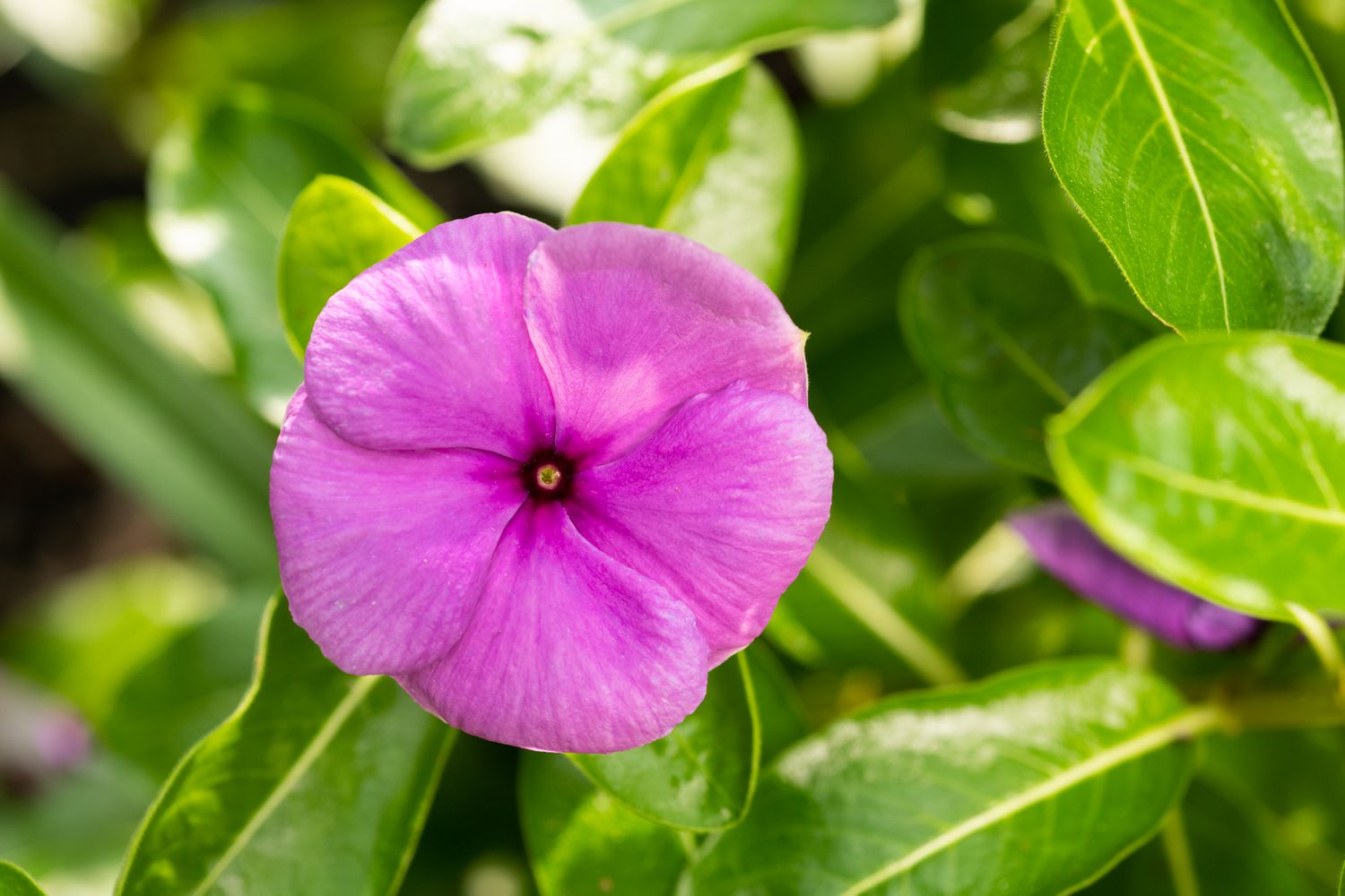 Periwinkle Pink (Vinca spp.)