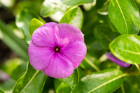Periwinkle Pink (Vinca spp.)
