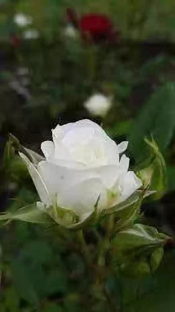 Rose Terrazza® Clear (Rosa) - Ladybird Nursery