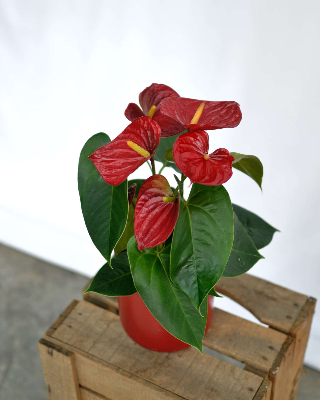 Anthurium Red Victory - Ladybird Nursery
