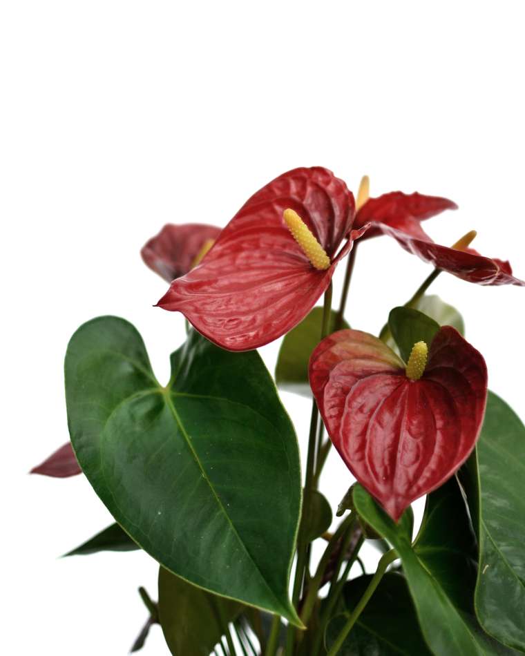 Anthurium Red Victory