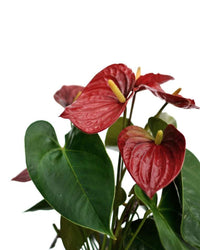 Anthurium Red Victory
