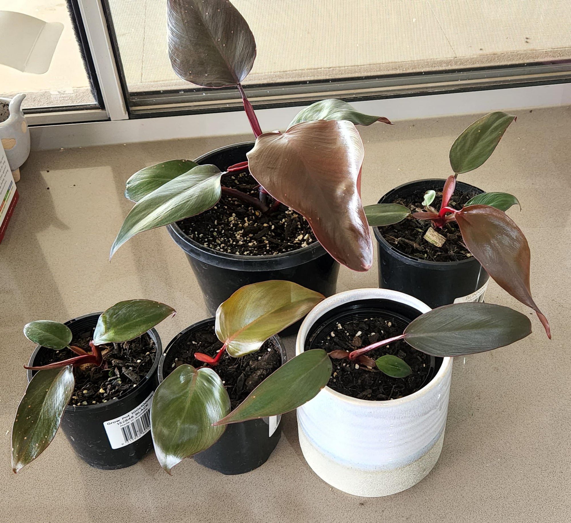 Philodendron Royal Queen - Ladybird Nursery
