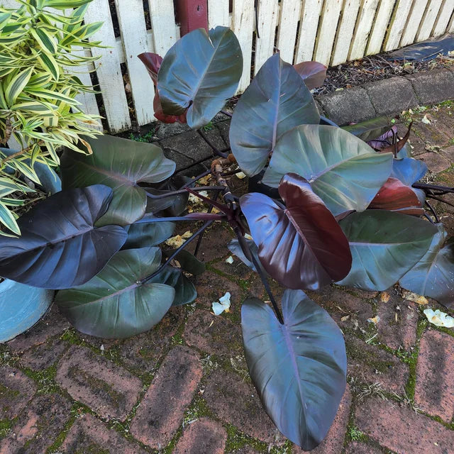 Philodendron Royal Queen