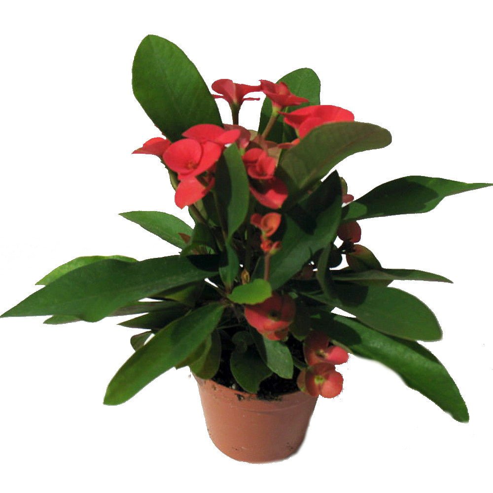 Red Siam Princess (Euphorbia Siam) - Ladybird Nursery