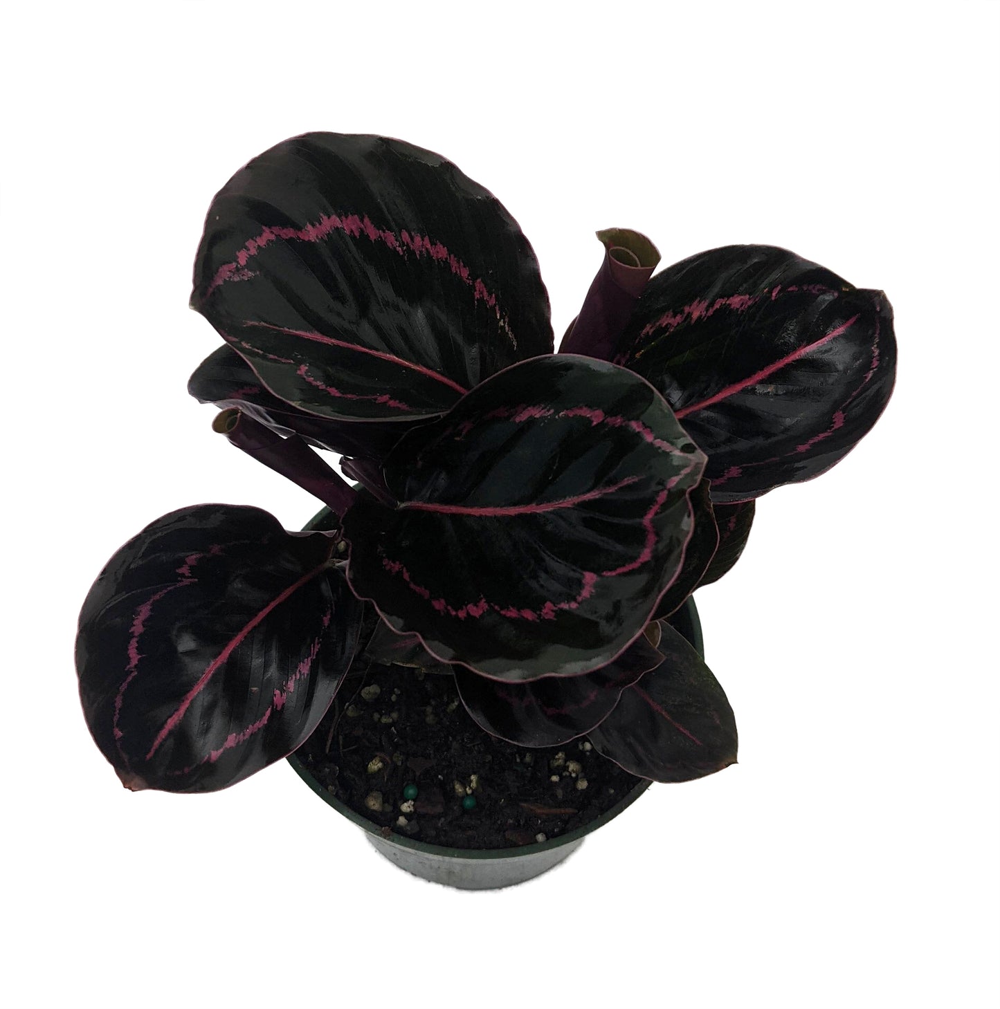 Prayer Plant Dottie (Calathea roseopicta)