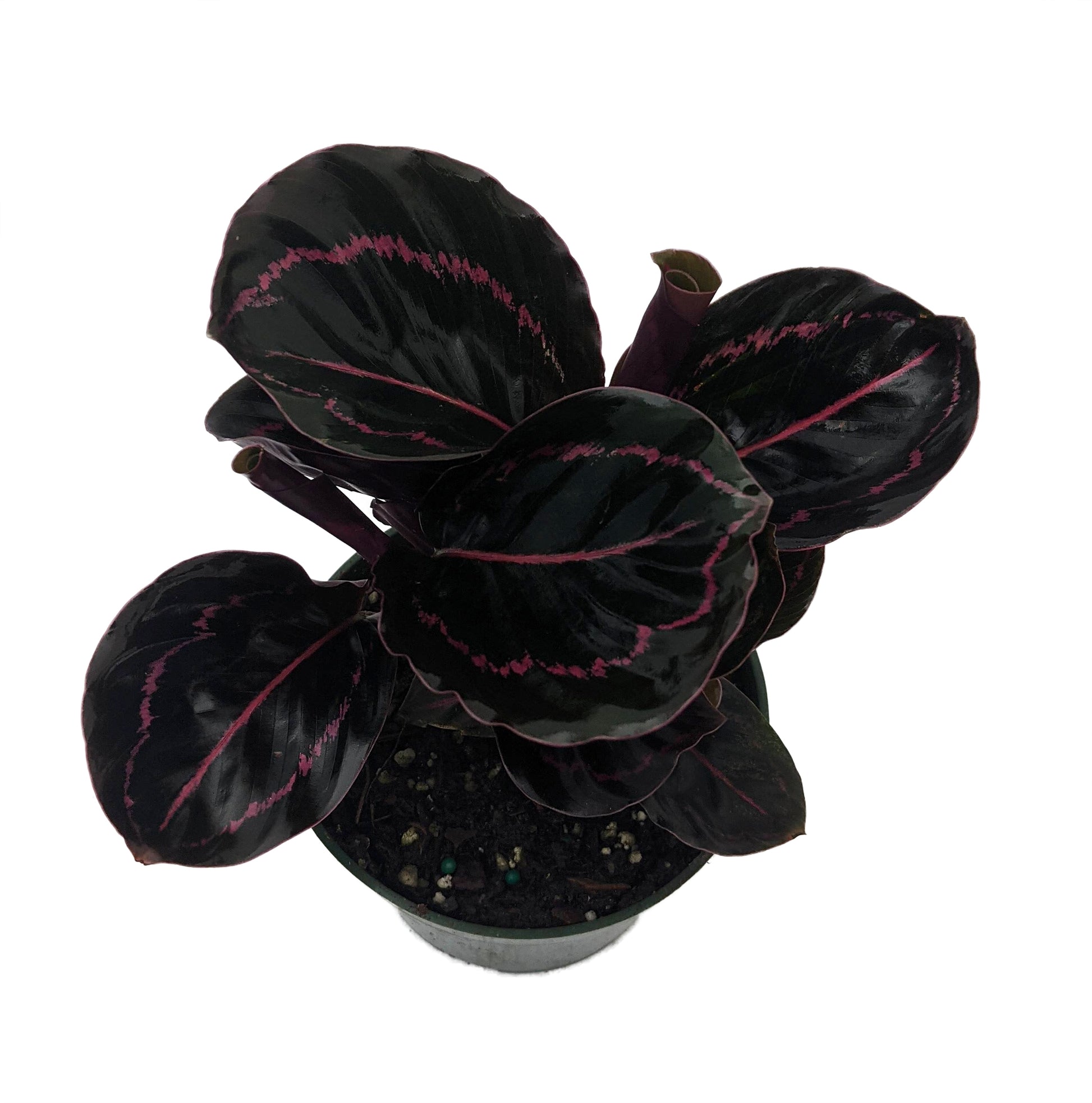 Prayer Plant Dottie (Calathea roseopicta)