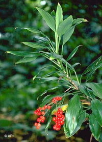 Cordyline (Cordyline murchisoniae) - Ladybird Nursery