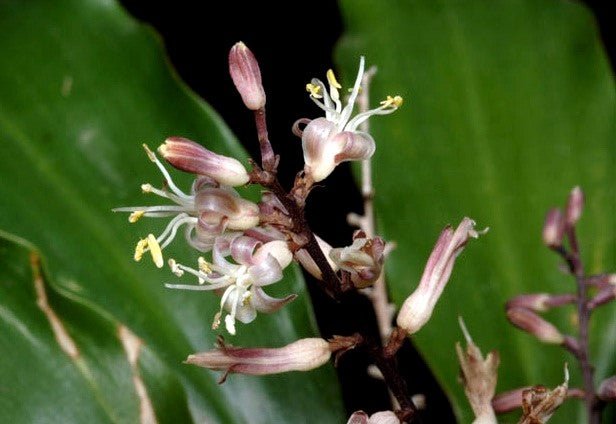 Cordyline (Cordyline murchisoniae) - Ladybird Nursery