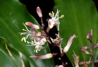 Cordyline (Cordyline murchisoniae)