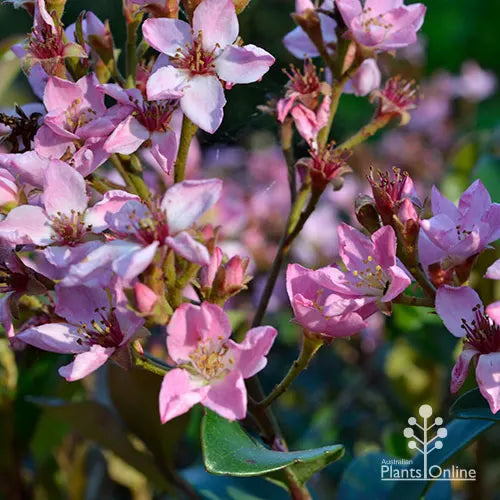 Rhaphiolepis Apple Blossom