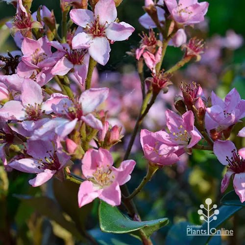 Rhaphiolepis Apple Blossom - Ladybird Nursery