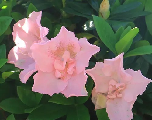 Azalea indica Dreamtime