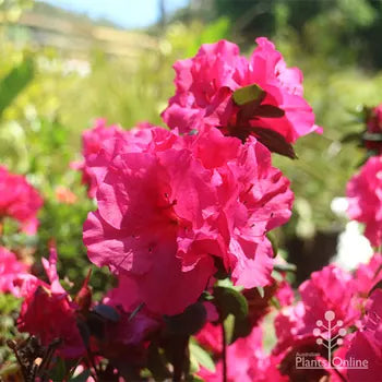 Azalea Carnival Queen