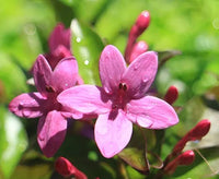 Purple Dazzler Barleria (Barleria obtusa)