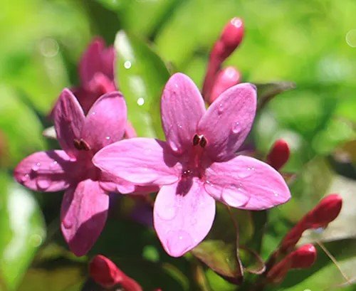 Purple Dazzler Barleria (Barleria obtusa) - Ladybird Nursery