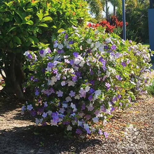 Yesterday, Today, and Tomorrow Dwarf Form (Brunfelsia latifolia) - Ladybird Nursery