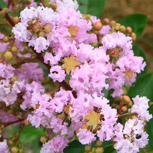 Crepe Myrtle Yuma (Lagerstroemia)