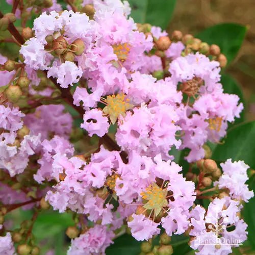 Crepe Myrtle Yuma (Lagerstroemia) - Ladybird Nursery