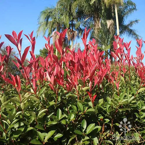 Photinia rubens (Photinia glabra)
