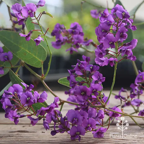 Purple Coral Pea White Out (Hardenbergia violacea)