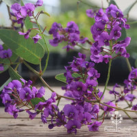 Purple Coral Pea White Out (Hardenbergia violacea)
