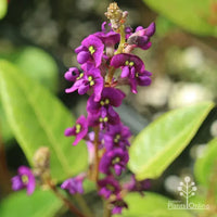 Purple Coral Pea Sweet Heart (Hardenbergia violacea)