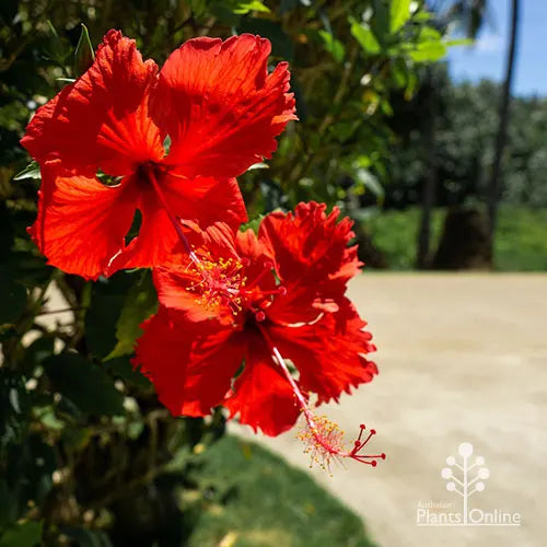 Chinese Hibiscus Psyche (Hibiscus rosa-sinensis)