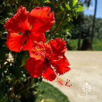 Chinese Hibiscus Psyche (Hibiscus rosa-sinensis)