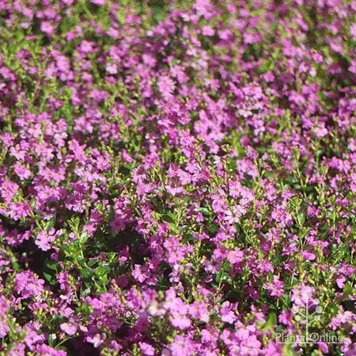 Cuphea Pink (Cuphea Jocelyns)