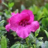Azalea Violacea - Ladybird Nursery