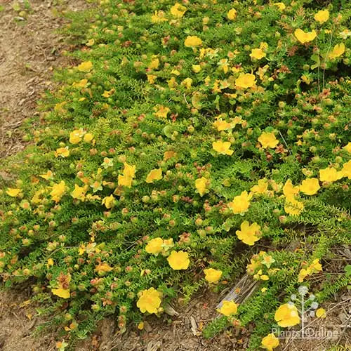 Guinea Flower Little Rocker (Hibberti )