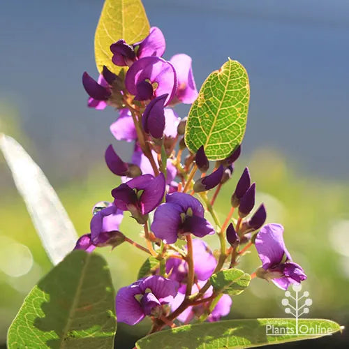Purple Coral Pea Happy Duo (Hardenbergia violacea)