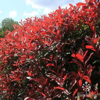 Red Tip Photinia fraserii Black Jack (Photinia x)