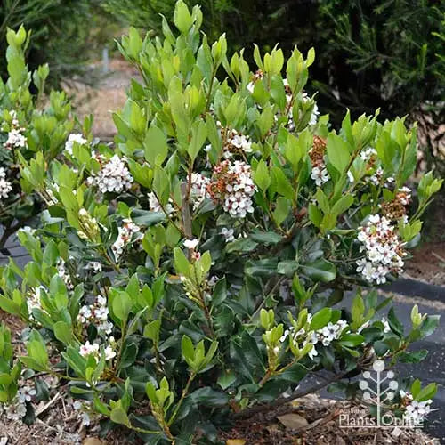 Rhaphiolepis intermedia