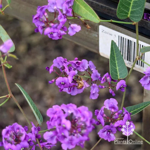 Hardenbergia Purple (Hardenbergia violacea)