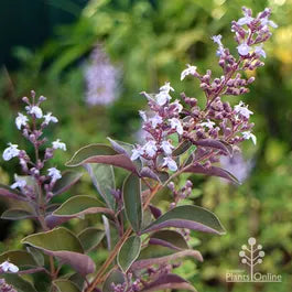 Simpleleaf Chastetree purpurea (Vitex trifolia)