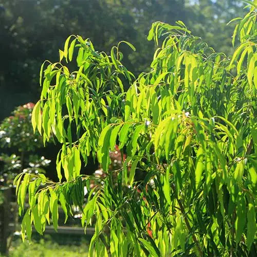 Weeping Lilly Pilly SWEEPER® - Medium