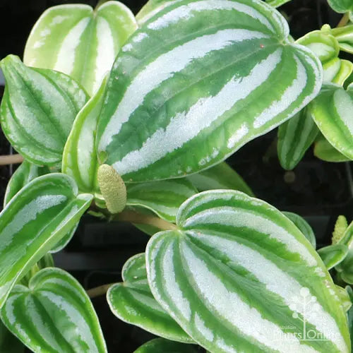 Peperomia Dwarf Watermelon (Peperomia verschaffeltii)