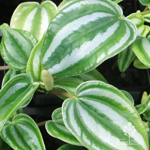 Peperomia Dwarf Watermelon (Peperomia verschaffeltii) - Ladybird Nursery