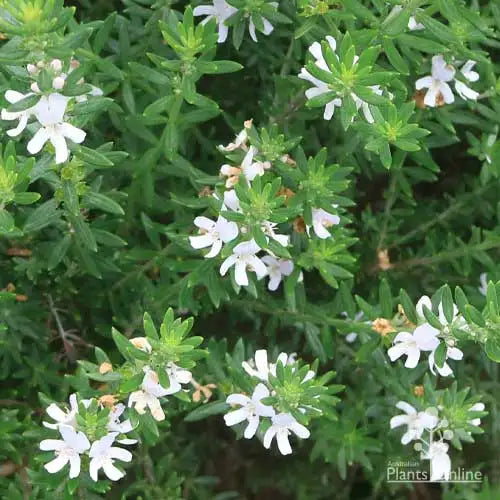 Coastal Rosemary Tooti Frooti (Westringia fruticosa)
