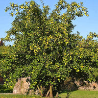 Apple Rome Beauty Dwarf