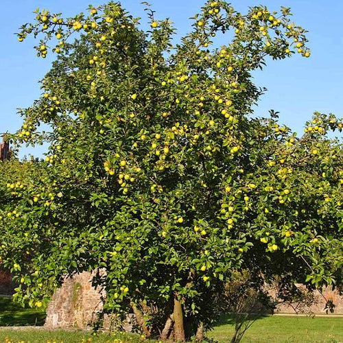 Apple Rome Beauty Dwarf - Ladybird Nursery