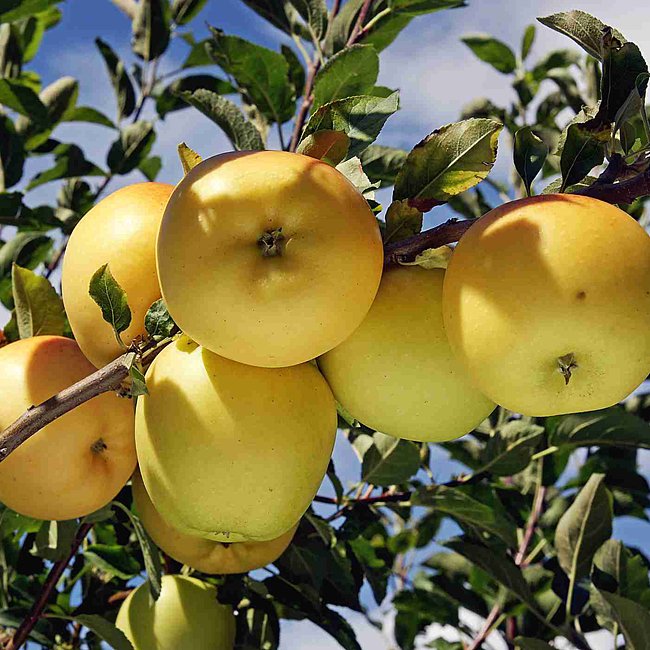 Apple Rome Beauty Dwarf