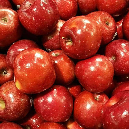 Apple Rome Beauty - Ladybird Nursery